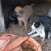 سگ رایگان|سگ|کوچصفهان, |دیوار