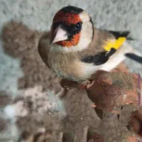 سهره نر|پرنده|سرپل ذهاب, |دیوار