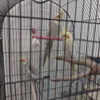 ۳ تا عروس هلندی آروم و زیبا