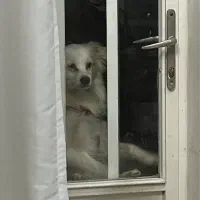 گمشده|حیوانات|اصفهان, بهارستان|دیوار