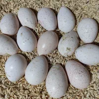 تخم بوقلمون