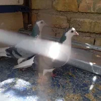 کبوتر یا کفتر دمگیر