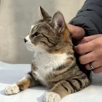 واگذاری گربه رایگان نژاد DSH