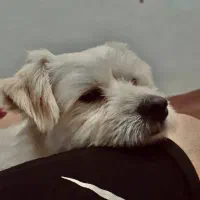 سگم گمشده|حیوانات|لاهیجان, پردسر|دیوار