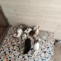 فروش خرگوش اهلی تمیز قیمت مناسب|موش و خرگوش|سیستان, |دیوار