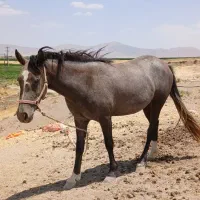 کره اسب مادیون|اسب و تجهیزات اسب‌سواری|کنگاور, |دیوار