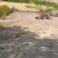 بیل جلو تراکتور اجاره ی آگهی برای کار میباشد|خودرو سنگین|تهران, نعمتآباد|دیوار