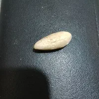 مهره