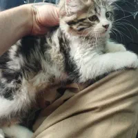 پرشین دوعدد واگذاری رایگان مکاننمین|گربه|اردبیل, |دیوار