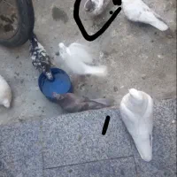 کبوتره رفتنی نر