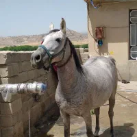 اسب مادیان|اسب و تجهیزات اسب‌سواری|ایلام, |دیوار