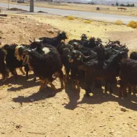 چپش نر