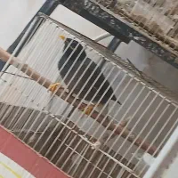 مرغ مینا سخنگو