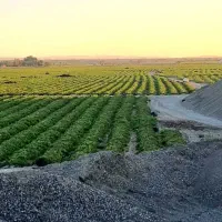 کشاورزی