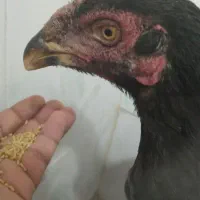 با سلام دو تا جوجه یکی نوچه ویکی خروس اصل لاری|حیوانات مزرعه|زهک, |دیوار