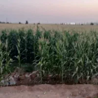 ۸هکتار زمینی کشاورزی