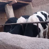 فروش گوساله های هلشتایین|حیوانات مزرعه|ساوه, |دیوار