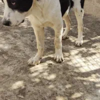 توله آلابای|سگ|رباطکریم, رباطکریم|دیوار