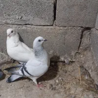 کبوترها فری. شامی. موشی