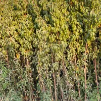 نهال بادام و گردو دیر گل|خدمات باغبانی و درختکاری|شهرکرد, |دیوار