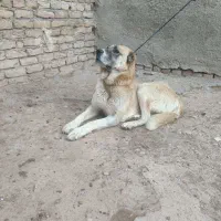 سگ گله|سگ|شیروان (خراسان), |دیوار
