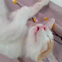 واگذاری بچه گربه رایگان