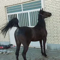 مادیون سه ساله به رنگ عشق