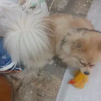 سگ پامرانین|سگ|تهران, جلیلی|دیوار