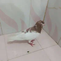 کفتر یال و دمبی|پرنده|شیراز, شریف‌آباد|دیوار