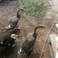 فروش ۱ مرغابی نر نژاد مسکویی و دو تا قوغاز