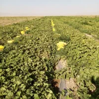 100 کیلو تخم خربزه