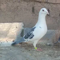 کفتر پشت گراف و دمبی