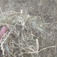 یونجه خرد شده