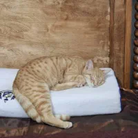 میشا کوچولو واگذار میشه