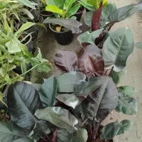 انواع گل ها آپارتمانی بیرونی|گل و گیاه طبیعی|نیشابور, ناسیونال|دیوار