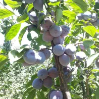 باغچه / فنسکشی/درب/درخت/آبیاری قطره ای حسن آباد|فروش خانه و ویلا|فشاپویه, |دیوار