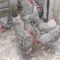 فروش تعدادی از خروس های پلیموت راک(آمروک) شش ماهه