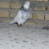 طوقی|پرنده|یزد, |دیوار