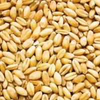 گندوم تخمی برای کاشت عالی|عمده‌فروشی|شاهین دژ, |دیوار