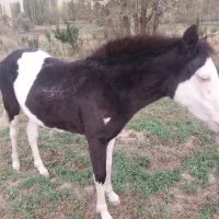 اسب مادیون اروم و یورقه|اسب و تجهیزات اسبسواری|ارجمند, |دیوار