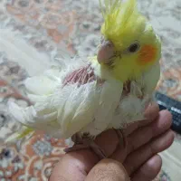 جوجه عروس هلندی لوتینودستی|پرنده|فولادشهر, A3|دیوار