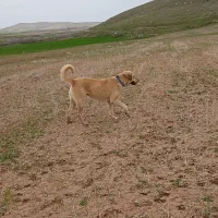 سگ فروشی|سگ|باوله, |دیوار