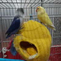 فروش طوطی کوتوله