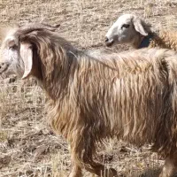 نربز هیکل ناز