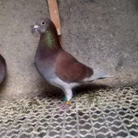 مسافتی پلاکی. ویگن