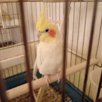 نر لوتینو آماده|پرنده|بیرجند, |دیوار