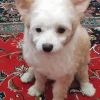 سگ پامر اشپیتز