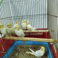 عروس هلندی لوتینو