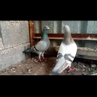 کبوتر جفتی نقره ای