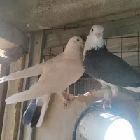 کبوتر پرشی یجایی|پرنده|شهریار, شهرک بهاران (ویره)|دیوار